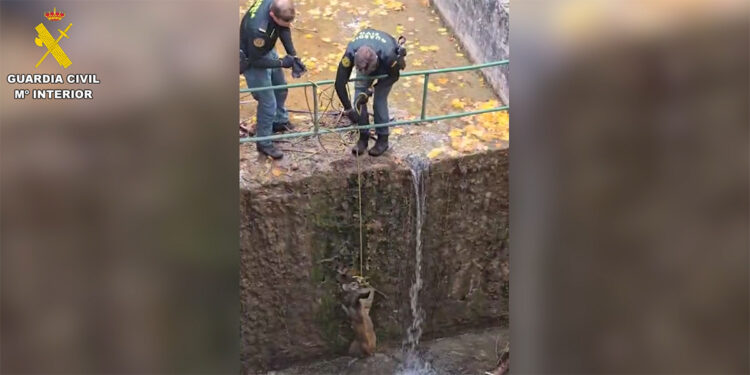 La Guardia Civil de Cuenca rescata un corzo atrapado en el canal de la Laguna de Uña 1 La Guardia Civil de Cuenca rescata un corzo atrapado en el canal de la Laguna de Uña