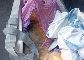 La Guardia Civil de Guadalajara investiga a dos hombres por apalear a un perro hasta su muerte