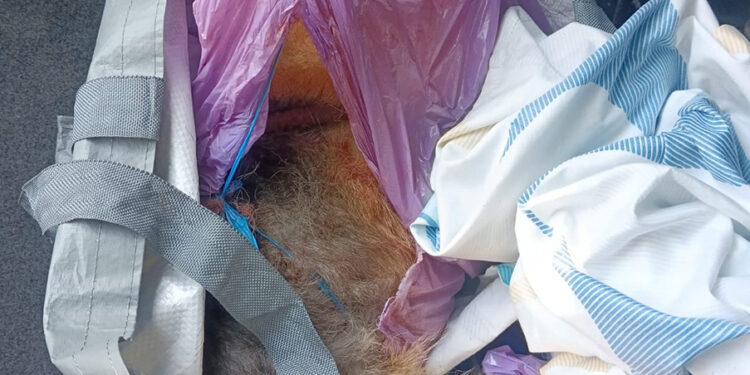 La Guardia Civil de Guadalajara investiga a dos hombres por apalear a un perro hasta su muerte 1 La Guardia Civil de Guadalajara investiga a dos hombres por apalear a un perro hasta su muerte