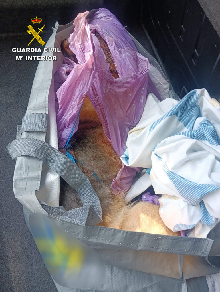 La Guardia Civil de Guadalajara investiga a dos hombres por apalear a un perro hasta su muerte 2 La Guardia Civil de Guadalajara investiga a dos hombres por apalear a un perro hasta su muerte