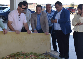 Pistacuenca espera una producción de 150 toneladas con una cosecha de pistacho que viene “mejor de lo esperado”