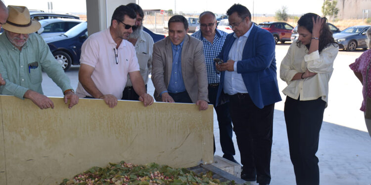 Pistacuenca espera una producción de 150 toneladas con una cosecha de pistacho que viene “mejor de lo esperado”