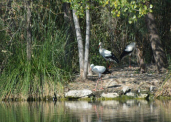 Reserva Ornitológica Municipal de Azuqueca de Henares