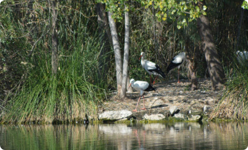 Izquierda Unida de Azuqueca, sorprendida ante la falta de actividades en la Reserva Ornitológica Municipal para conmemorar el Día de las Aves 2 Reserva Ornitológica Municipal de Azuqueca de Henares