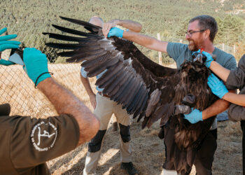 Un total de 16 buitres negros vuelvan ya en el Parque Natural del Alto Tajo