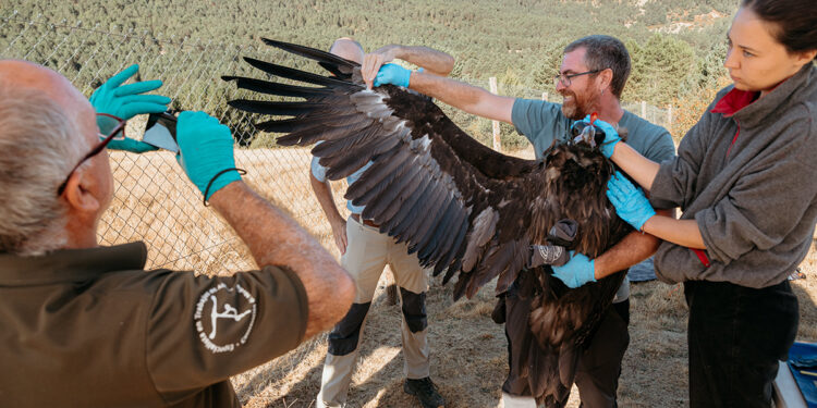 Un total de 16 buitres negros vuelvan ya en el Parque Natural del Alto Tajo