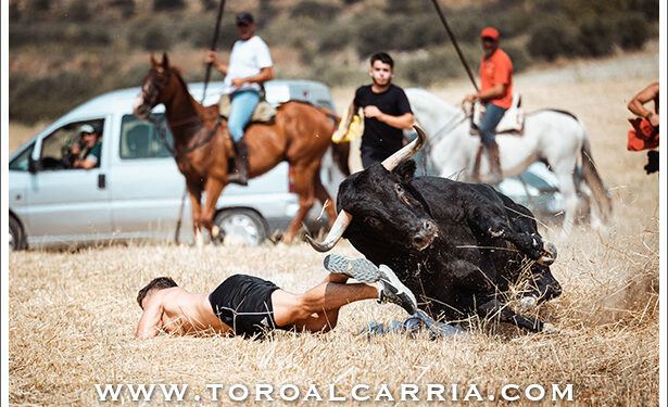 Alvaro Marin se alza con el Primer Premio por ‘Cuerpo a tierra en una gala que ToroAlcarria dedico a Miguel Ruiz Berlanga 1