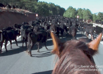 Raíces. Por la Vereda. Documental realizado en el año 2009