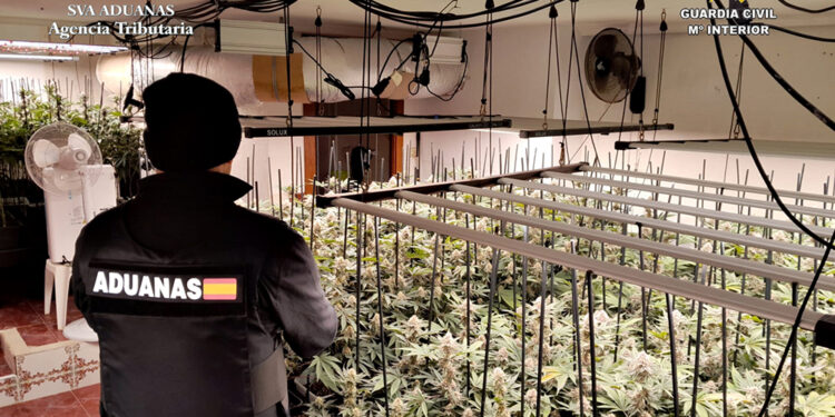 Desmantelada una nueva plantación "indoor" de marihuana en un inmueble de Trijueque 1 Desmantelada una nueva plantación indoor de marihuana en un inmueble de Trijueque