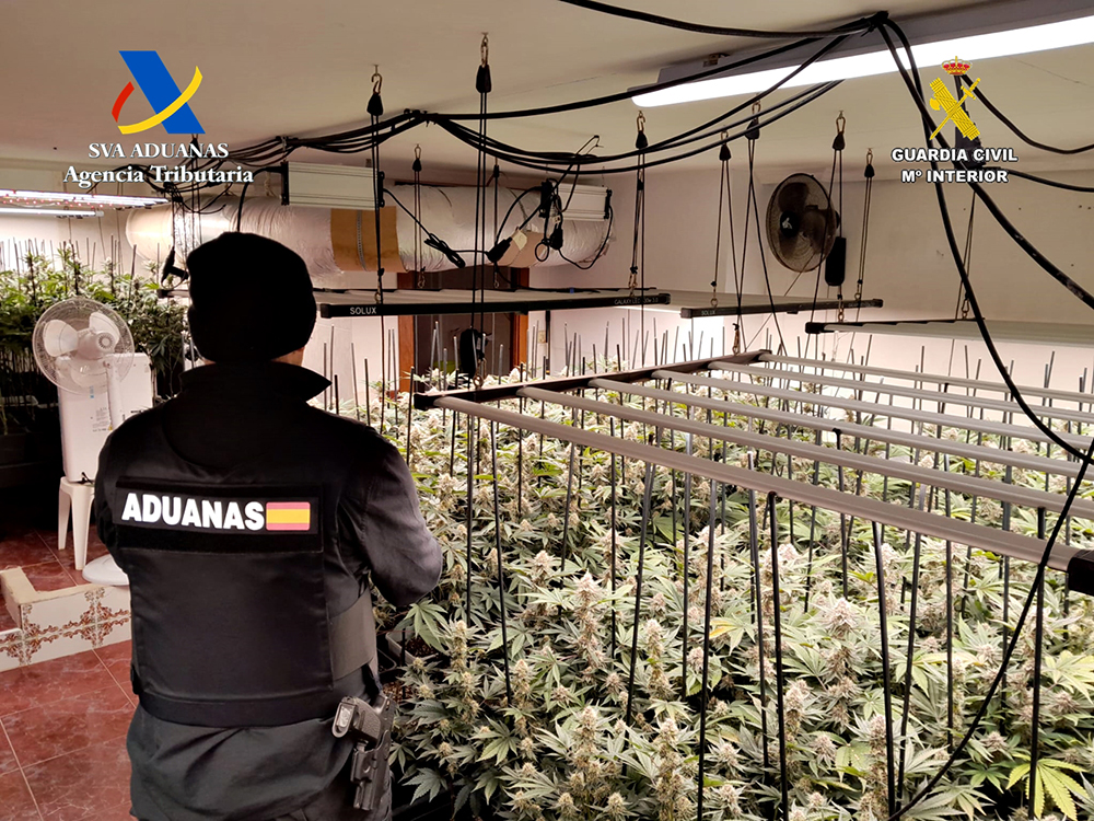 Desmantelada una nueva plantación indoor de marihuana en un inmueble de Trijueque