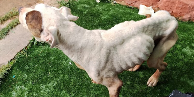 Detenida una mujer en Sigüenza por maltrato animal