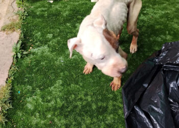 Detenida una mujer en Sigüenza por maltrato animal 6 Detenida una mujer en Sigüenza por maltrato animal