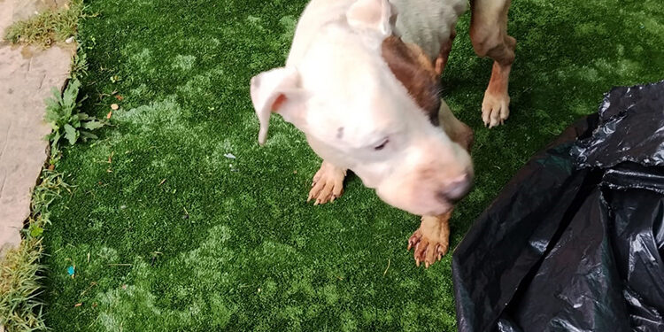 Detenida una mujer en Sigüenza por maltrato animal