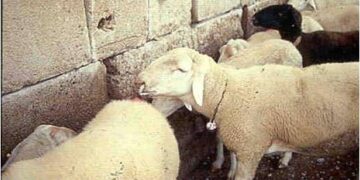 El Ministerio confirma la llegada del virulento Serotipo 3 de la lengua azul a la Manchuela conquense