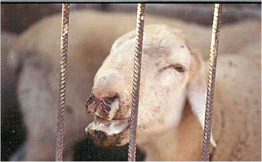 El Ministerio confirma la llegada del virulento Serotipo 3 de la lengua azul a la Manchuela conquense