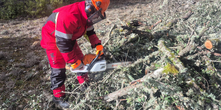 El Recuenco ofrece leña cortada a sus vecinos gracias a un nuevo servicio municipal 1 El Recuenco ofrece leña cortada a sus vecinos gracias a un nuevo servicio municipal
