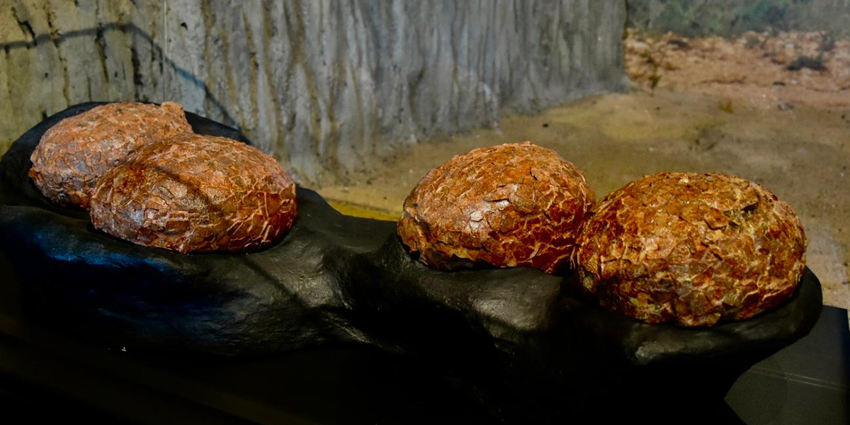 La Junta dota al MUPA de una nueva vitrina con huevos de titanosaurios descubiertos en el yacimiento cretácico de Poyos (Guadalajara) 2 La Junta dota al MUPA de una nueva vitrina con huevos de titanosaurios descubiertos en el yacimiento cretácico de Poyos (Guadalajara)