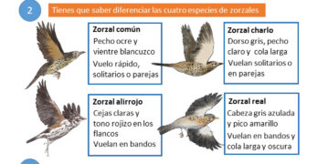 Nueva campaña de censos de aves migratorias invernantes en el Observatorio Cinegético