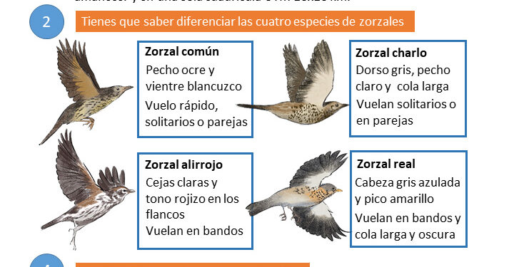 Nueva campaña de censos de aves migratorias invernantes en el Observatorio Cinegético