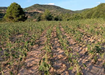 APAG estalla ante el descontrol de fauna silvestre y exige medidas