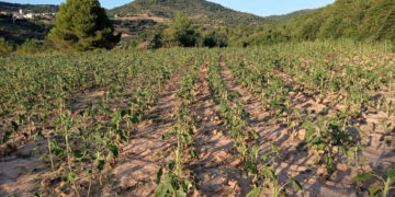 APAG estalla ante el descontrol de fauna silvestre y exige medidas