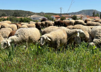 Castilla-La Mancha blinda su ganadería con 850.000 euros en vacunas contra la lengua azul y nuevas ayudas al sector