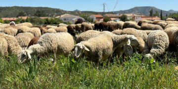 Castilla-La Mancha blinda su ganadería con 850.000 euros en vacunas contra la lengua azul y nuevas ayudas al sector