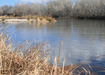 Ecologistas en Acción denuncia que Azuqueca de Henares elimina las visitas de fin de semana a la Reserva Ornitológica