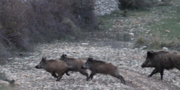 El papel fundamental del cazador en la crisis por la peste porcina africana, vigilancia pasiva y control de poblaciones