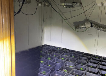 La Guardia Civil detiene en Villar de Olalla a un fugitivo con una plantación de marihuana y cinco delitos a sus espaldas