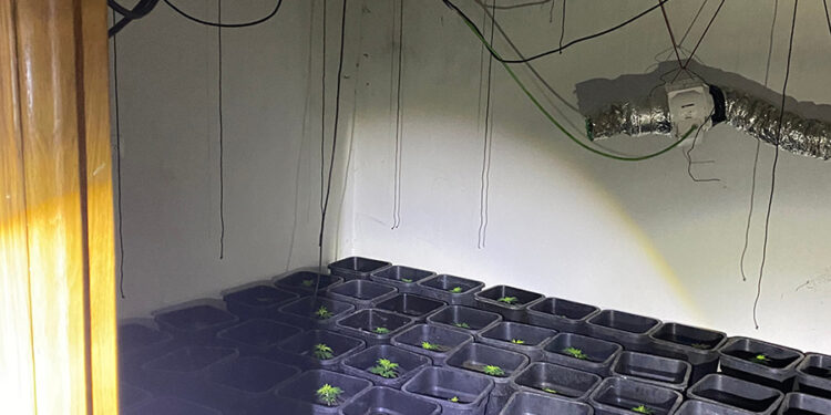 La Guardia Civil detiene en Villar de Olalla a un fugitivo con una plantación de marihuana y cinco delitos a sus espaldas 1 La Guardia Civil detiene en Villar de Olalla a un fugitivo con una plantación de marihuana y cinco delitos a sus espaldas