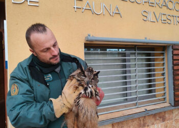La Guardia Civil rescata un búho real en el arcén de la A-2 a la altura de Alcolea del Pinar
