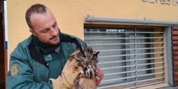 La Guardia Civil rescata un búho real en el arcén de la A-2 a la altura de Alcolea del Pinar