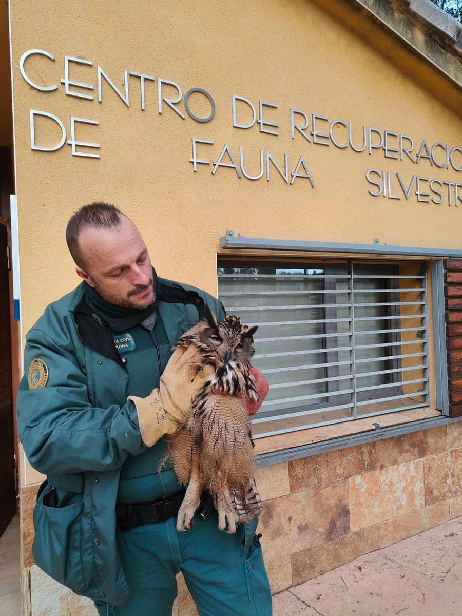 La Guardia Civil de Guadalajara rescata un búho real en el arcén de la A-2 a la altura de Alcolea del Pinar 2 La Guardia Civil rescata un búho real en el arcén de la A-2 a la altura de Alcolea del Pinar