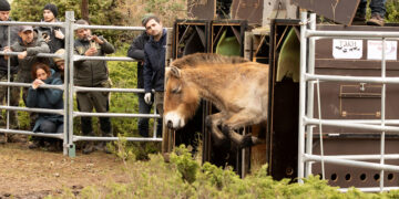 La Junta promueve la recuperación de especies clave con la llegada de los caballos salvajes de Przewalski a la finca ‘La Campana’ de Checa