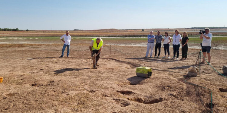 La Junta y ASICCAZA desarrollan un proyecto piloto para el control de la sobrepoblación de conejo y la comercialización de su carne en Las Pedroñeras y Pedro Muñoz