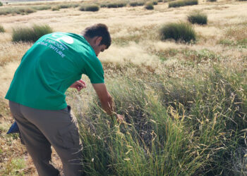 La Laguna de El Hito cierra 2025 consolidando su modelo de restauración ambiental gracias a Global Natura y Diputación