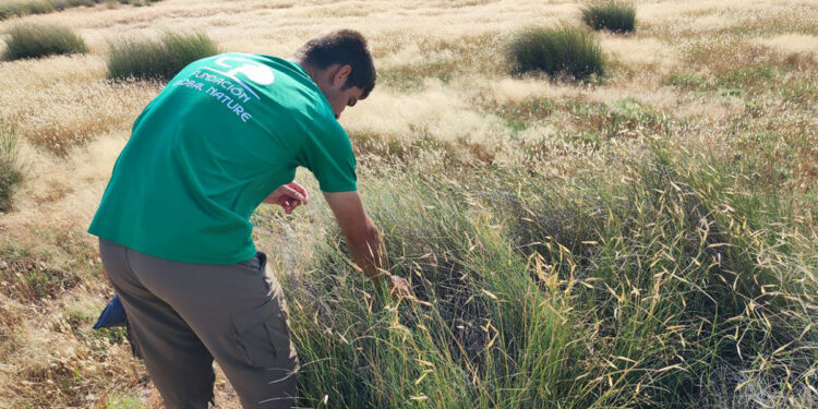 La Laguna de El Hito cierra 2025 consolidando su modelo de restauración ambiental gracias a Global Natura y Diputación 1 La Laguna de El Hito cierra 2025 consolidando su modelo de restauración ambiental gracias a Global Natura y Diputación