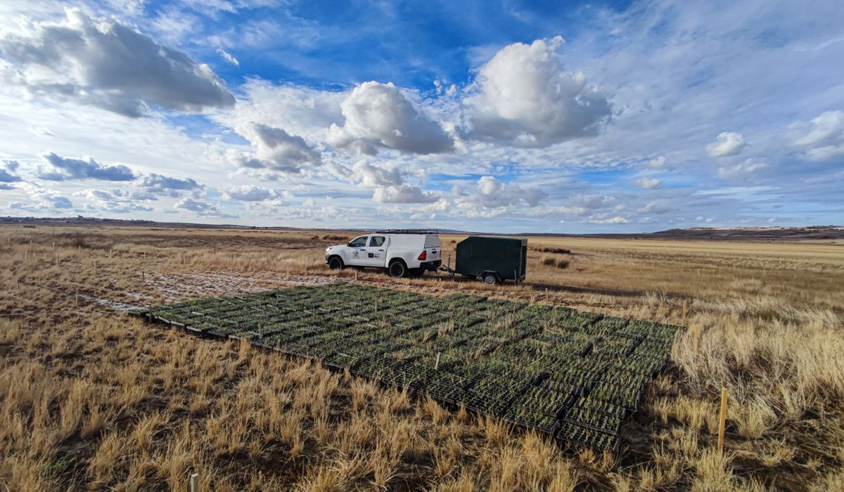 La Laguna de El Hito cierra 2025 consolidando su modelo de restauración ambiental gracias a Global Natura y Diputación 2 La Laguna de El Hito cierra 2025 consolidando su modelo de restauración ambiental gracias a Global Natura y Diputación