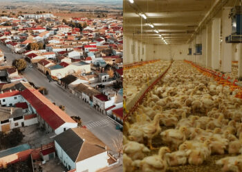 Pueblos Vivos denuncia que está en tramitación una macrogranja de 738.000 pollos en El Herrumblar a 600 metros de las viviendas 1 Pueblos Vivos denuncia que está en tramitación una macrogranja de 738.000 pollos en El Herrumblar a 600 metros de las viviendas