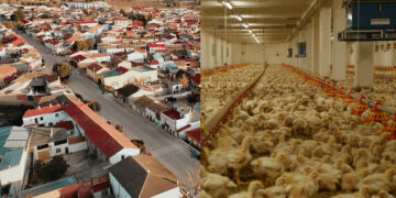 Pueblos Vivos denuncia que está en tramitación una macrogranja de 738.000 pollos en El Herrumblar a 600 metros de las viviendas