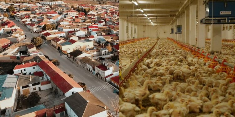 Pueblos Vivos denuncia que está en tramitación una macrogranja de 738.000 pollos en El Herrumblar a 600 metros de las viviendas 1 Pueblos Vivos denuncia que está en tramitación una macrogranja de 738.000 pollos en El Herrumblar a 600 metros de las viviendas