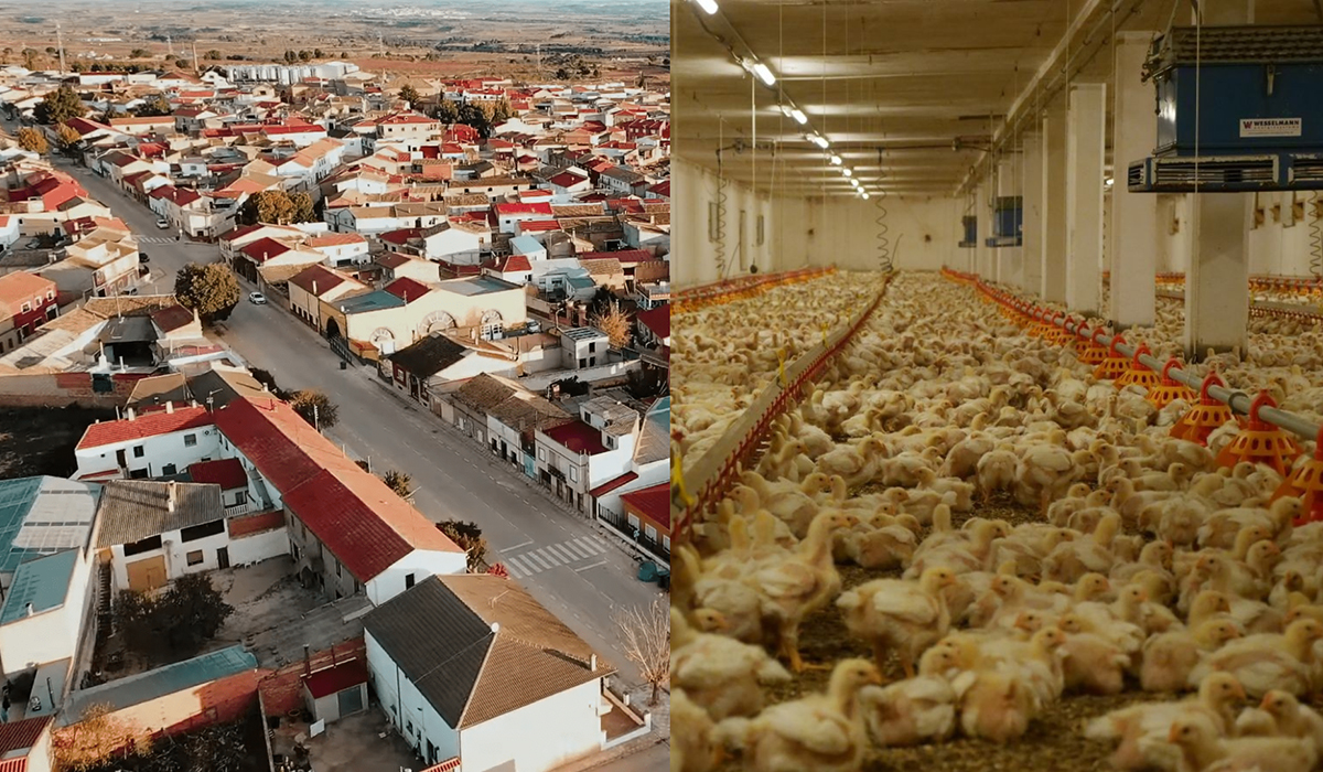 Pueblos Vivos denuncia que está en tramitación una macrogranja de 738.000 pollos en El Herrumblar a 600 metros de las viviendas 2 Pueblos Vivos denuncia que está en tramitación una macrogranja de 738.000 pollos en El Herrumblar a 600 metros de las viviendas