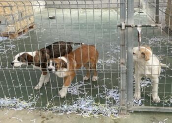 El Albergue Provincial de Animales de Cuenca aumenta un 4,5 % las adopciones y acogidas en 2025