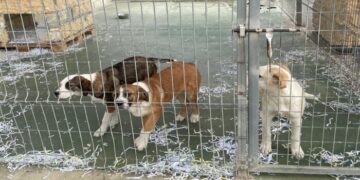 El Albergue Provincial de Animales de Cuenca aumenta un 4,5 % las adopciones y acogidas en 2025