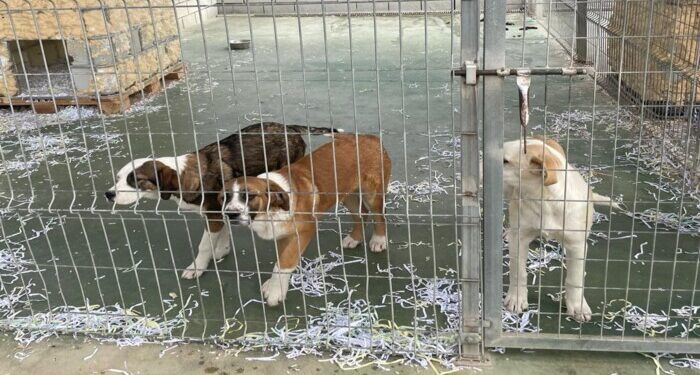 El Albergue Provincial de Animales de Cuenca aumenta un 4,5 % las adopciones y acogidas en 2025 1 ANIMELE EN EL ALBERGUE