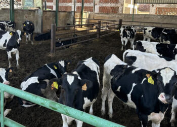 Convocadas las subvenciones al control del rendimiento lechero en Castilla-La Mancha por importe de 300.000 euros