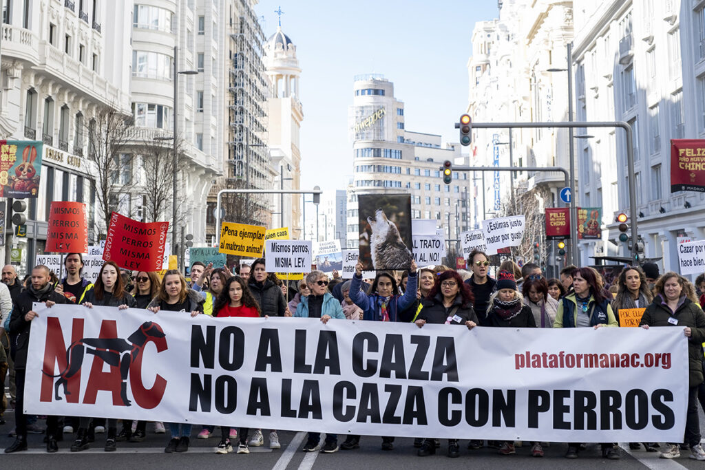 Cuenca alza la voz por el galgo la capital se une a la marcha mundial contra la caza este 1 de febrero