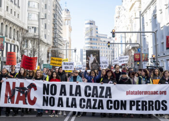 Cuenca alza la voz por el galgo: la capital se une a la marcha mundial contra la caza este 1 de febrero