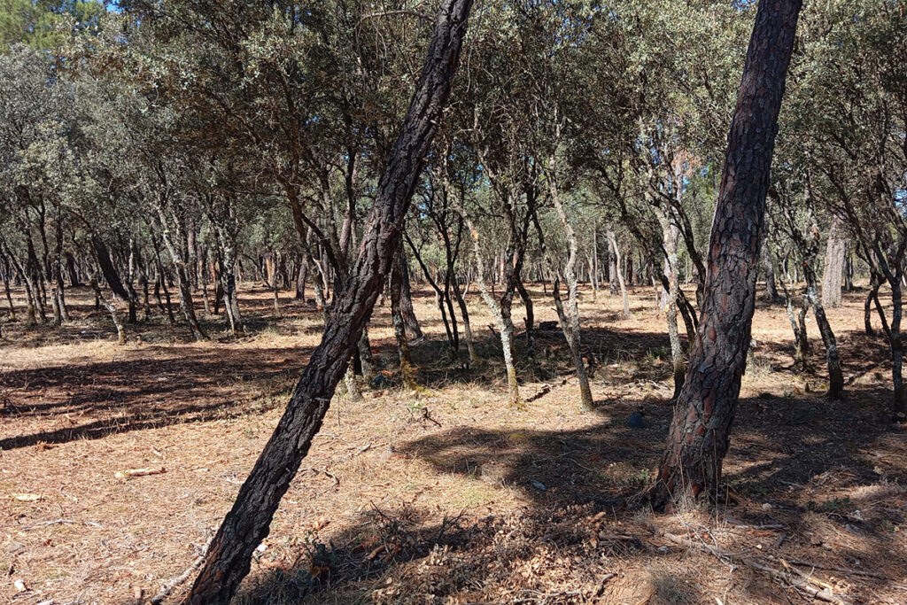 El Ayuntamiento de Almodóvar del Pinar refuerza el mantenimiento del Monte Público mediante tratamientos selvícolas 2 El Ayuntamiento de Almodóvar del Pinar refuerza el mantenimiento del Monte Público mediante tratamientos selvícolas